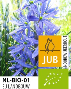 Camassia leichtlinii Caerulea.jpg